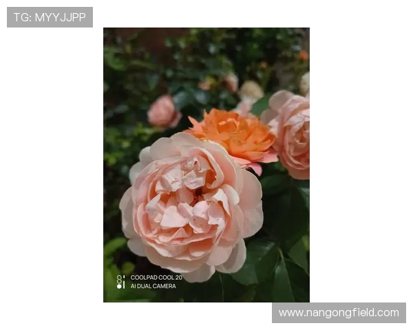 世界网坛最新动态聚焦顶级赛事与新星崛起全面解析热点与趋势观察